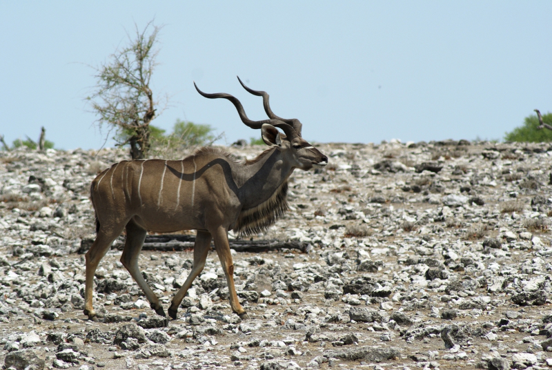 DSC02334.JPG - Kudu