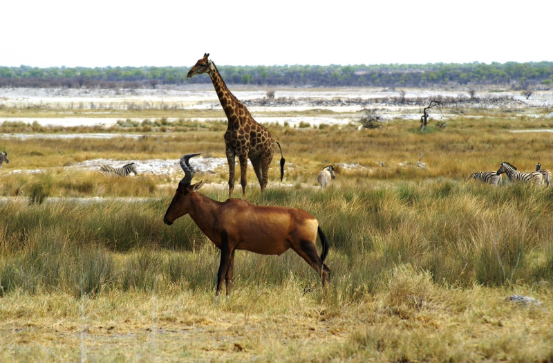 DSC02470.JPG - Kuhantilope, Giraffe und Zebras