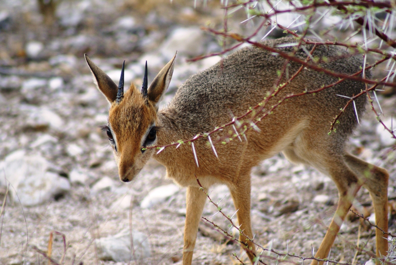 DSC02523.JPG - Dikdik Antilope