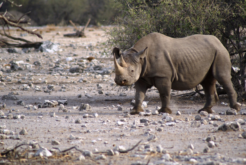 DSC02571.JPG - Spitzmaulnashorn