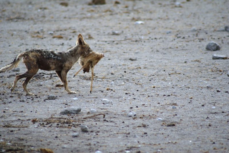 DSC02582.JPG - Schakal mit Dikdik