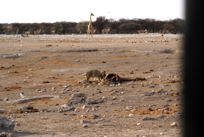 DSC02598.JPG - L�wen an einer Giraffen-Karkasse