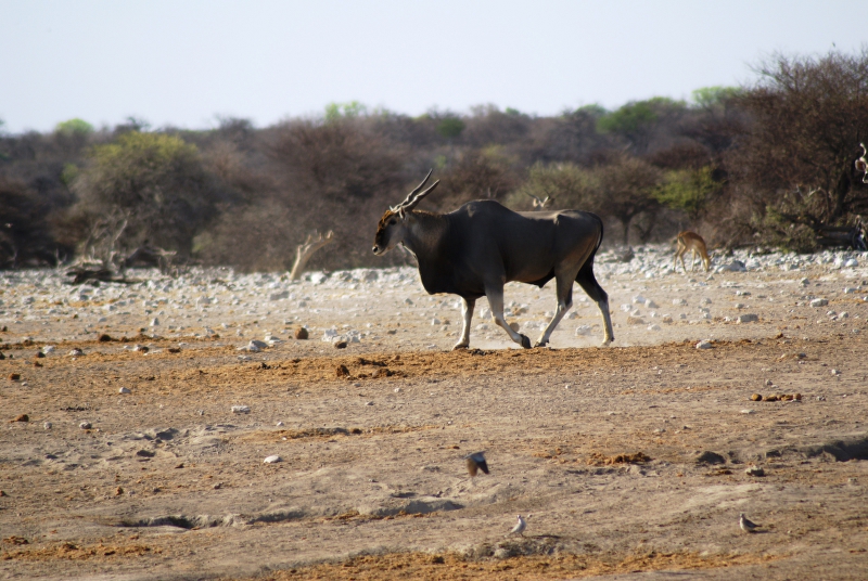 DSC02660.JPG - Eland Antilope