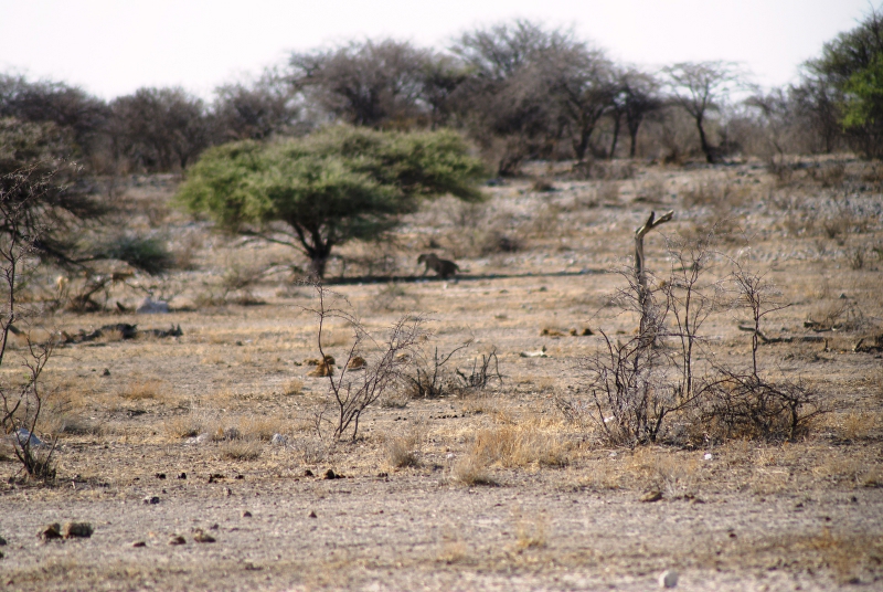 DSC02686.JPG - Gepard (sehr weit weg)