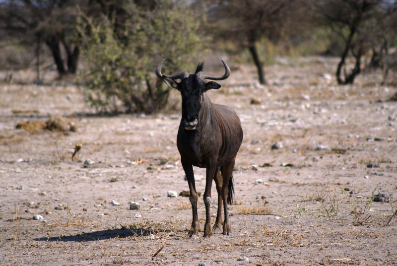 DSC02688.JPG - Gnu