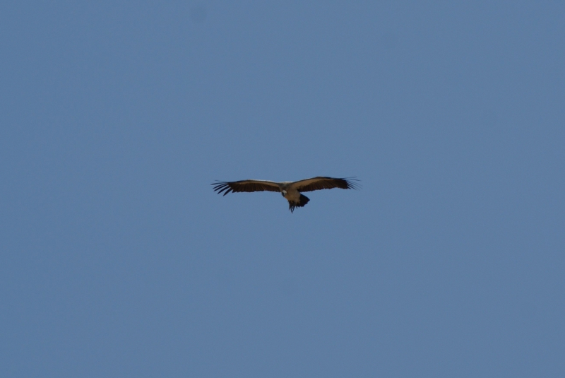 DSC02766.JPG