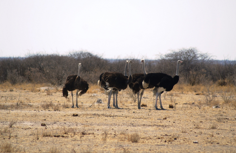 DSC02797.JPG