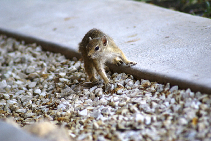 DSC02852.JPG - Eichh�rnchen - Squirrel