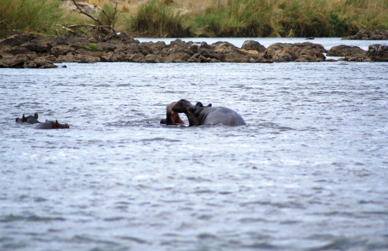 DSC03150.JPG - Hippos