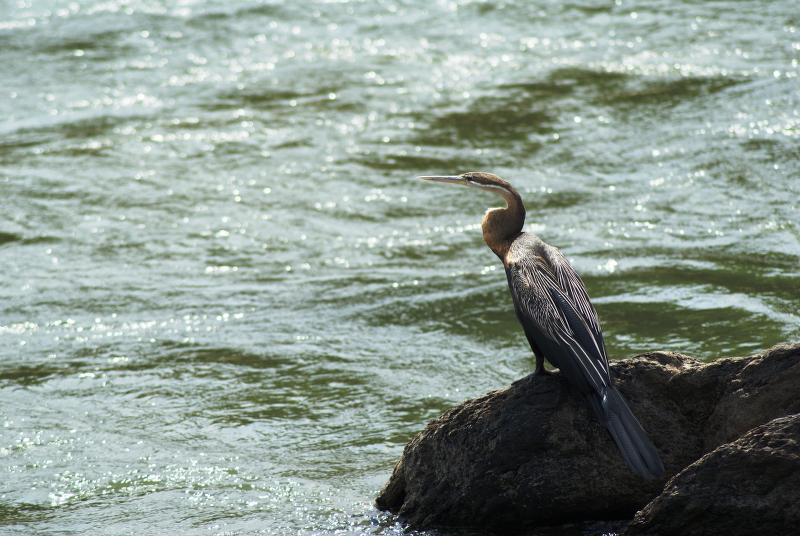 DSC03241.JPG - Schlangenhalsvogel