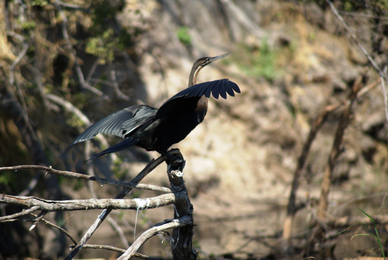 DSC03906.JPG - Schlangenhalsvogel