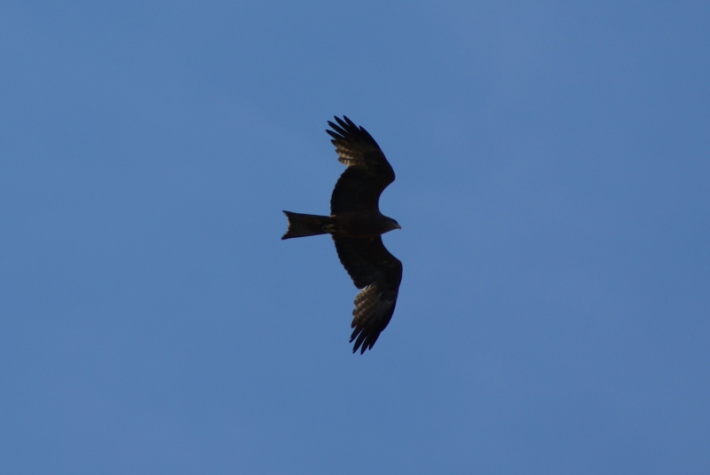 DSC03966.JPG