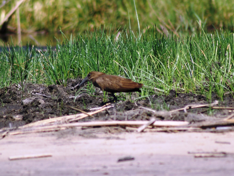 DSC03981.JPG - Hammerkopfvogel