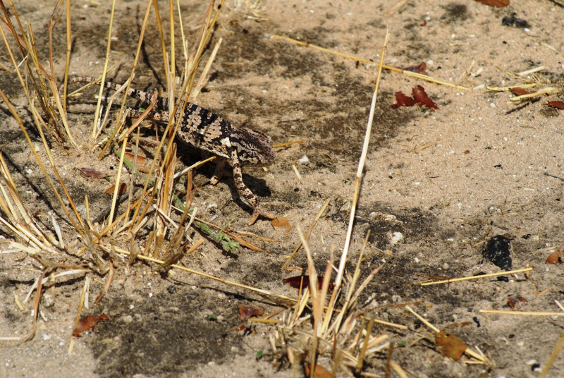 DSC04300.JPG