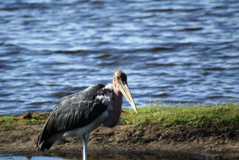 DSC04408.JPG - Marabu (ugly five)