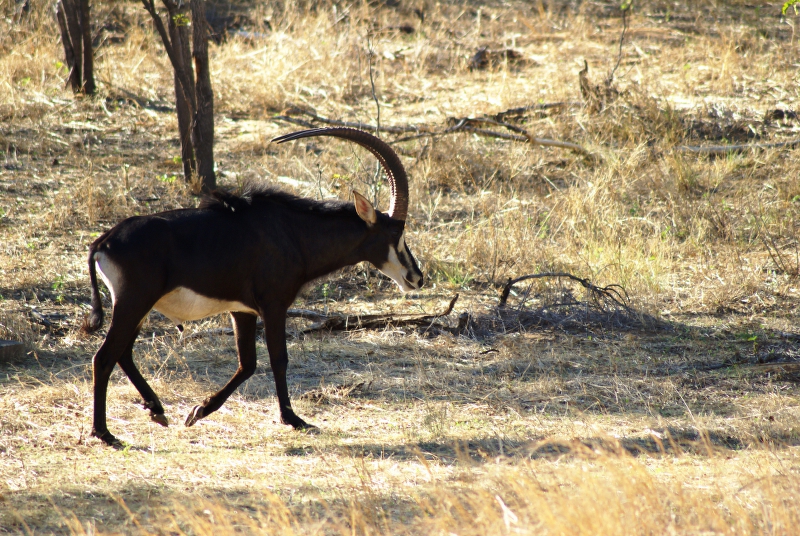 DSC04847.JPG - Rappenantilope