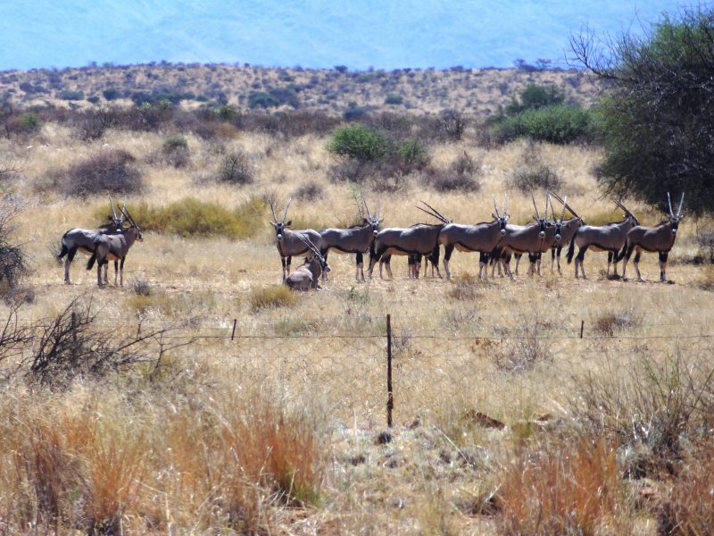 DSC09388.JPG - Oryx