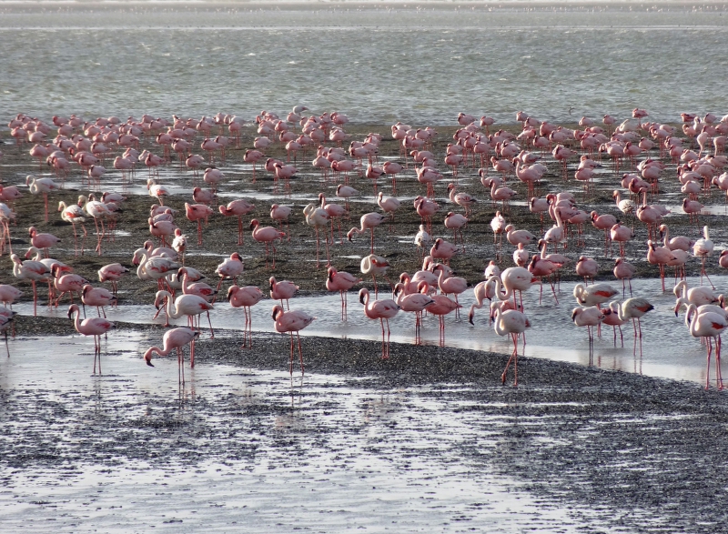 DSC09578.JPG - Flamingos