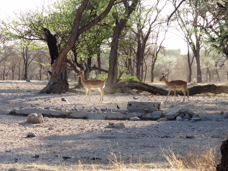 DSC09657.JPG - Impalas