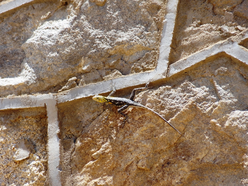 DSC09678.JPG