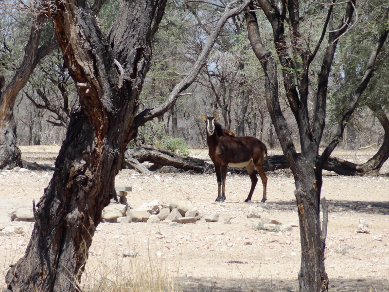 DSC09688.JPG - S�bel Antilope (korrekt: Rappenantilope)