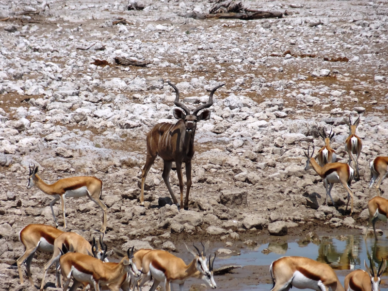 DSC09857.JPG - Kudu und Springb�cke