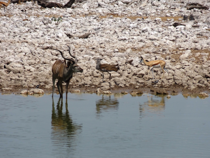 DSC09867.JPG - Kudu, Riesentrappe, Springbock