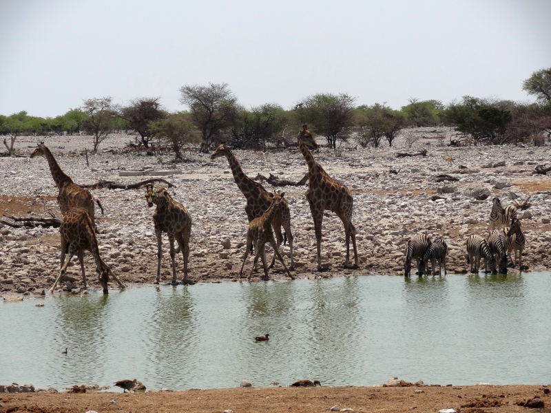 DSC09884.JPG - Giraffen und Zebras