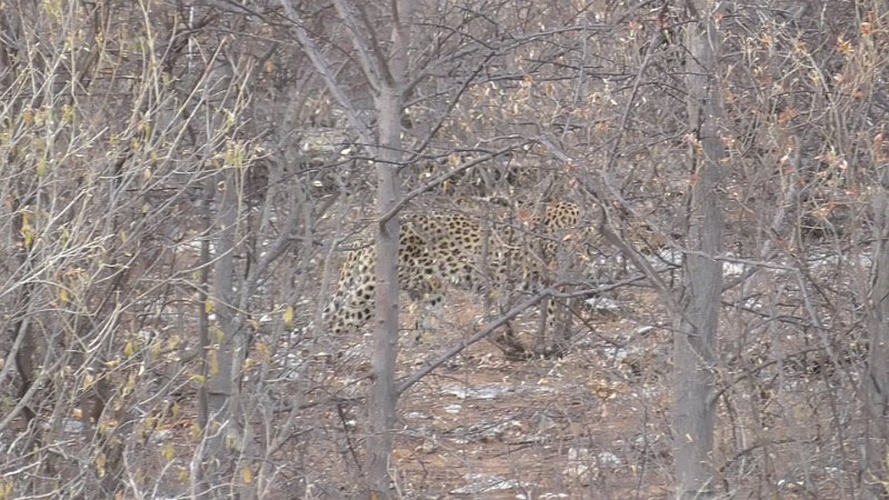 Leopard_2.jpg - Leopard! Hat Gabi gesehen!