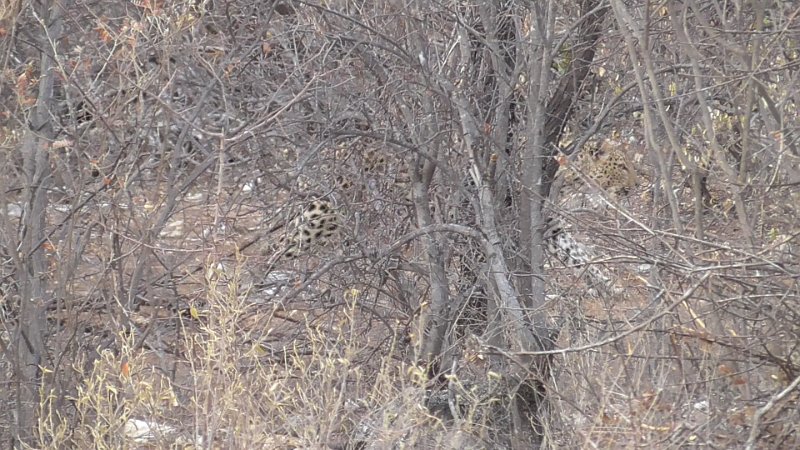 Leopard_3.jpg