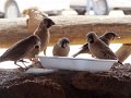DSC09523