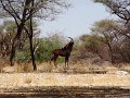 DSC09706