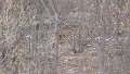 Leopard_2