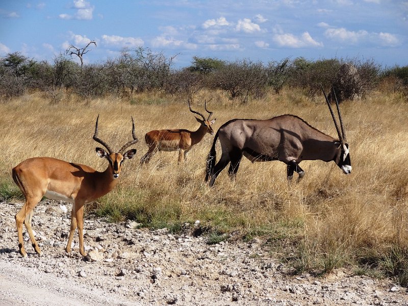 DSC00726.JPG - Impala und Oryx