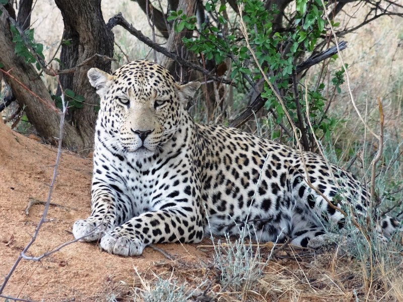 DSC00857.JPG - Leopard