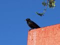 DSC00386