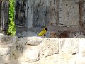 DSC00693