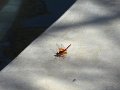 DSC00808