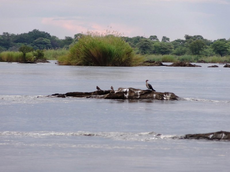 DSC03325.JPG - Okavango Fluss