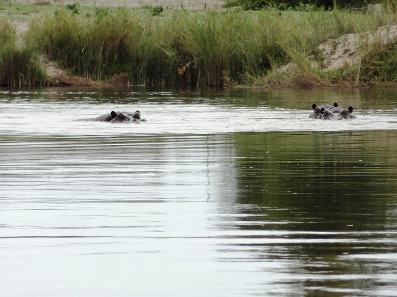 DSC03331.JPG - Die ersten Hippos