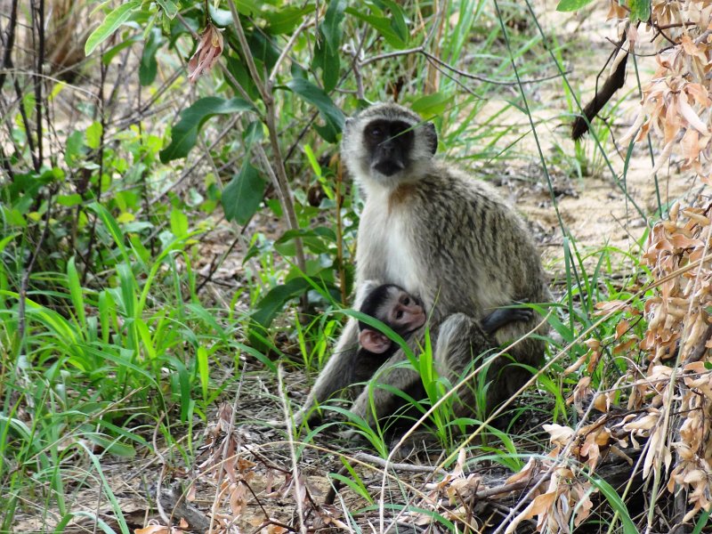 DSC03357.JPG - Grüne Meerkatze mit Baby