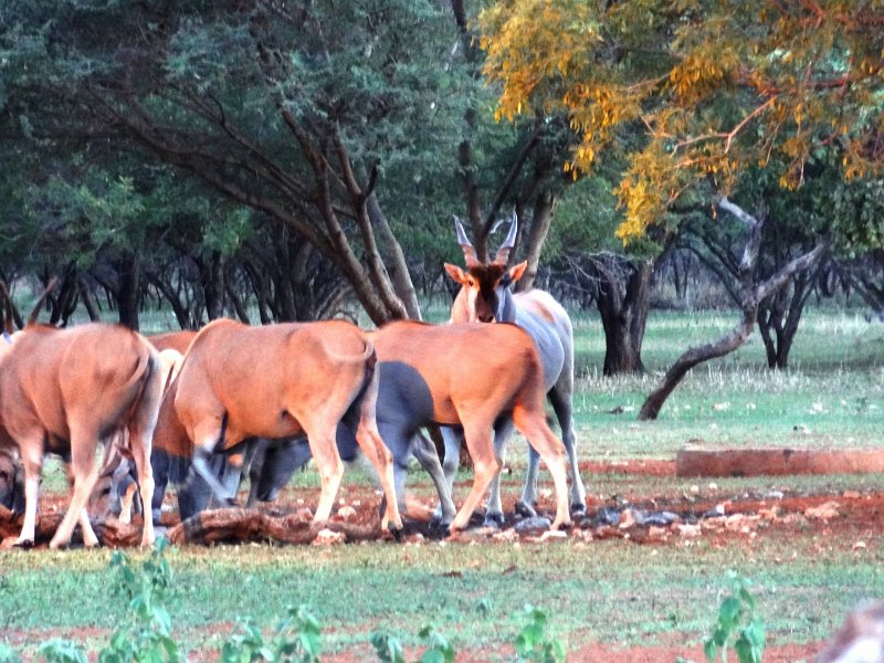 DSC03878.JPG - Eland-Antilopen