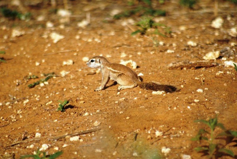 DSC05920.JPG - Streifenhörnchen
