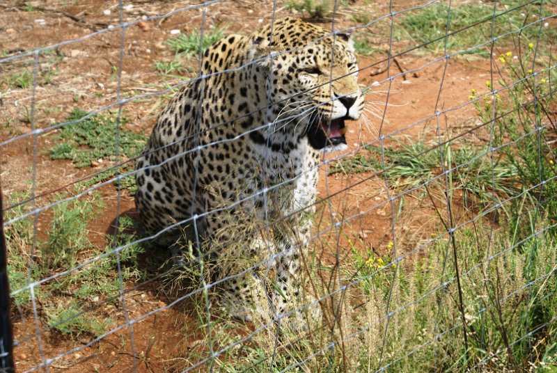 DSC07486.JPG - Leopard