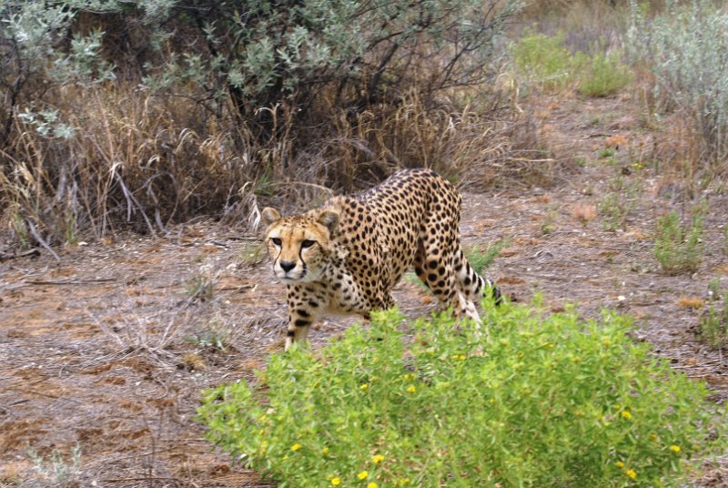 DSC07578.JPG - Gepard