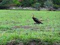 DSC03617