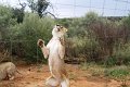 DSC07599