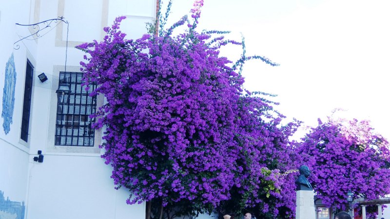 P1000411.JPG