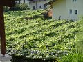 DSC00966