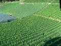 DSC00968
